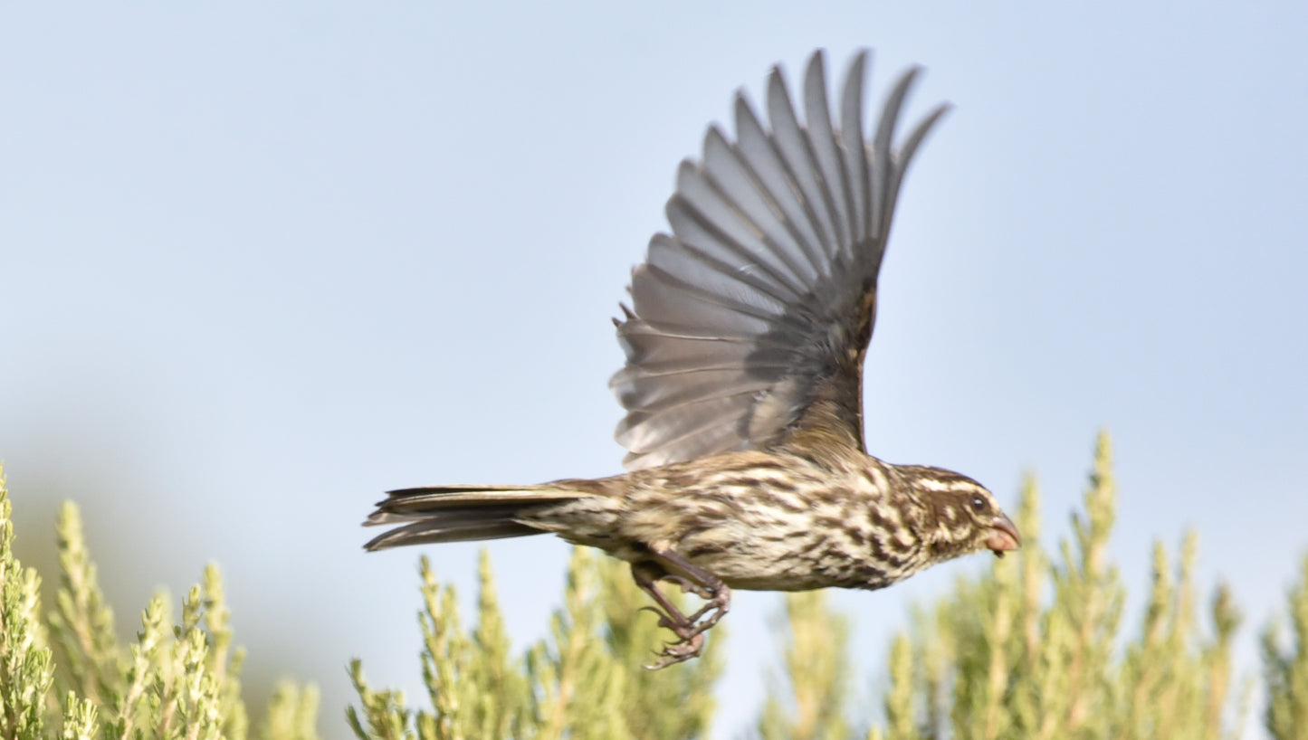 Explore Ethiopia: Unique Birdwatching Tour for Endemic Species