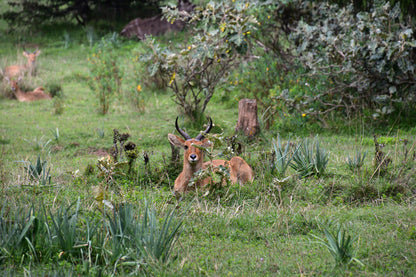 Discover the Bale Mountains: 4-Day Trekking Journey through a National Park