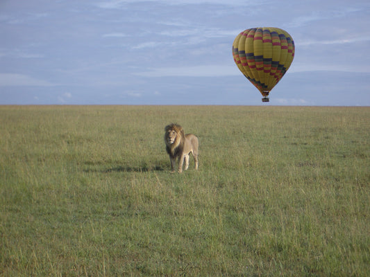 Kenya Ultimate Safari and Beach Adventure: 7-Day Exploration