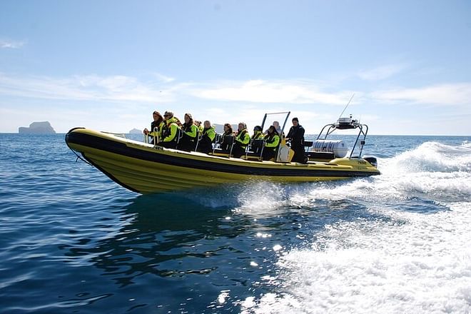 Puffin Watching Speedboat Adventure from Reykjavik Center