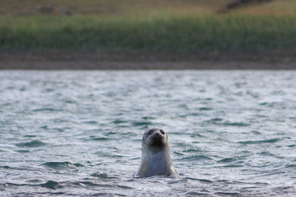 Explore the Untamed Beauty of the North