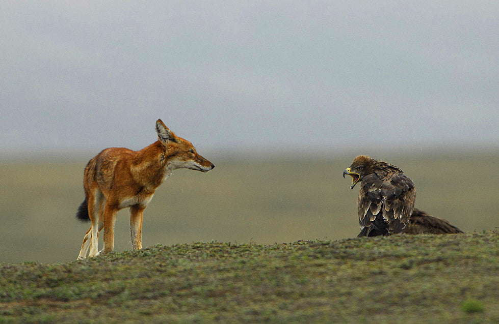 Discover the Bale Mountains: 4-Day Trekking Journey through a National Park