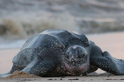 Tortuguero National Park 2-Day, 1-Night Getaway Package