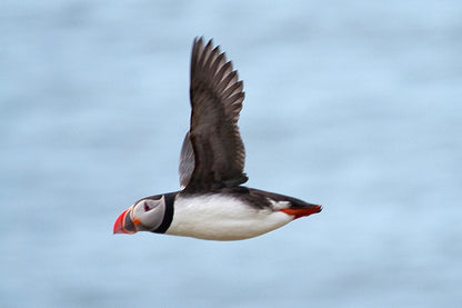 Reykjavik Bay Sailing and Puffin Watching Adventure