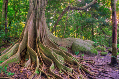 Discover the Enchanting Waterfalls and Lush Forests of Costa Rica