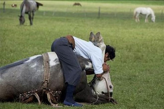 San Antonio de Areco Gaucho Experience: Intimate Farm Day Adventure