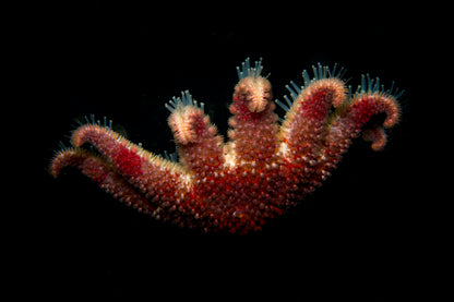 Ocean and Bjarnagjá Dive Adventure Combo